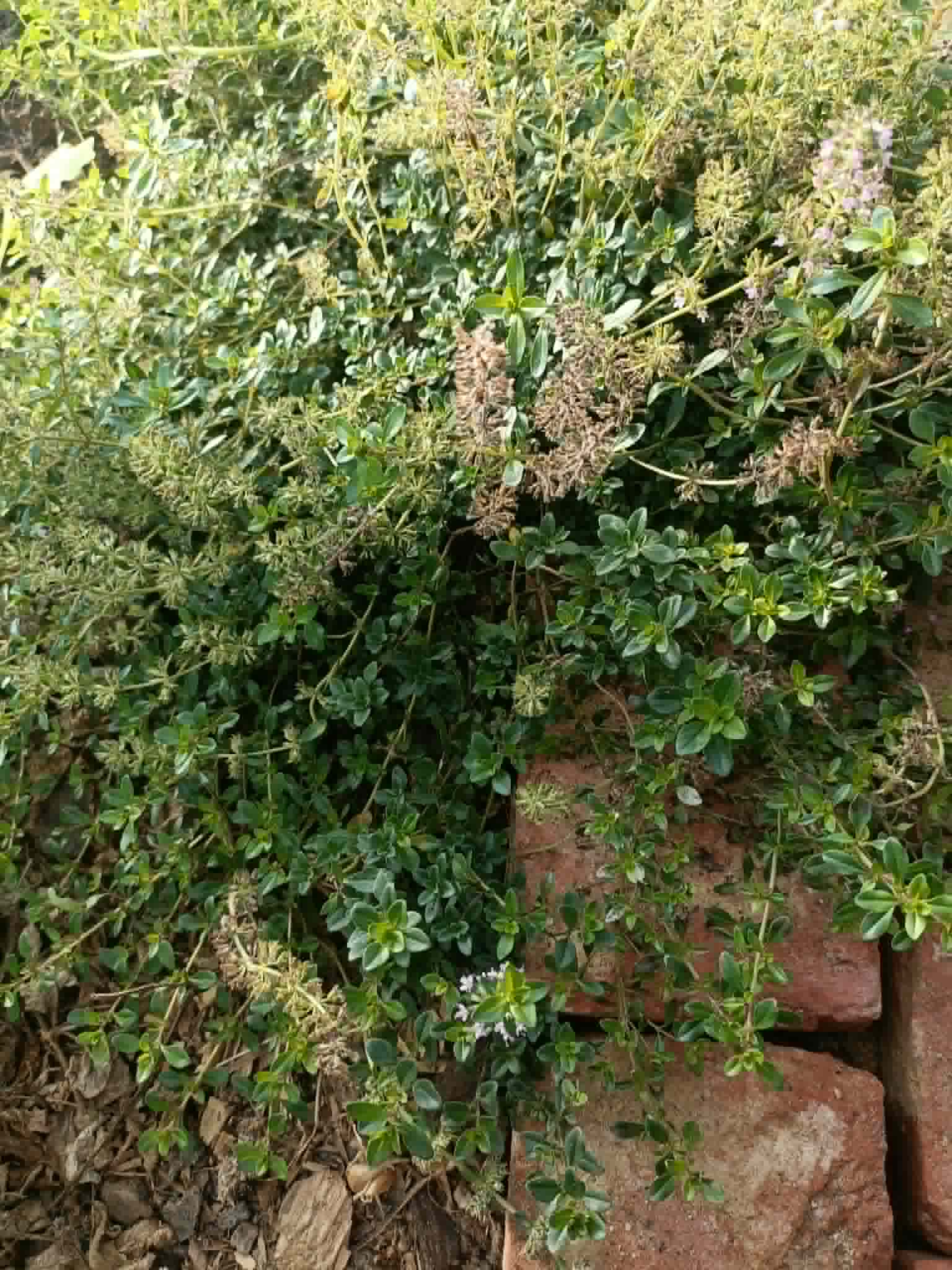 Thyme Bare Rooted Divisions – Thymus vulgaris