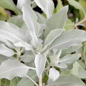 White Sage Bareroot Plant – Salvia apiana