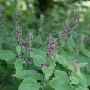 Woundwort crowns - Stachys sylvatica