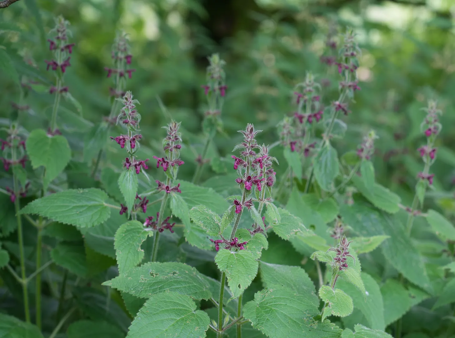 Woundwort crowns - Stachys sylvatica