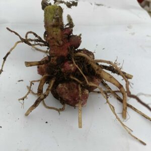 Yacon Crown - Smallanthus sonchifolius