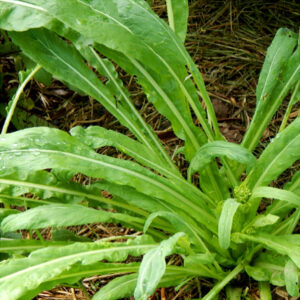Mibuna Seeds