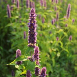 Anise Hyssop Seeds (Agastache foeniculum)
