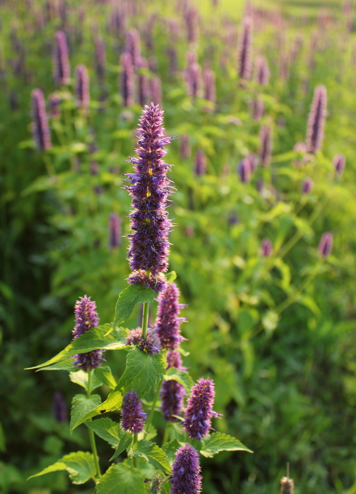 Anise Hyssop Seeds (Agastache foeniculum)