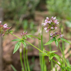 Balm of Gilead Seeds (Cedronella canariensis)