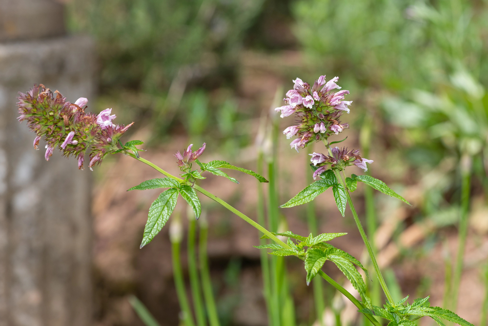 Balm of Gilead Seeds (Cedronella canariensis)