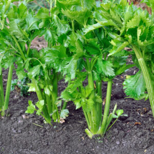 Celery Seeds - Landrace