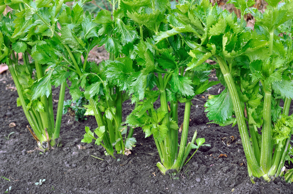 Celery Seeds - Landrace