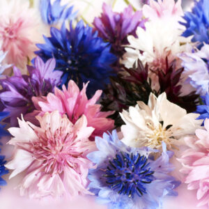 Cornflower Seeds Mixed Colours