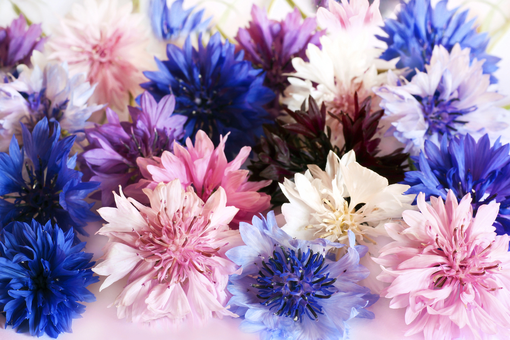 Cornflower Seeds Mixed Colours