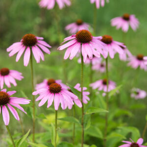 Purple Echinacea Seeds (Echinacea purpurea)