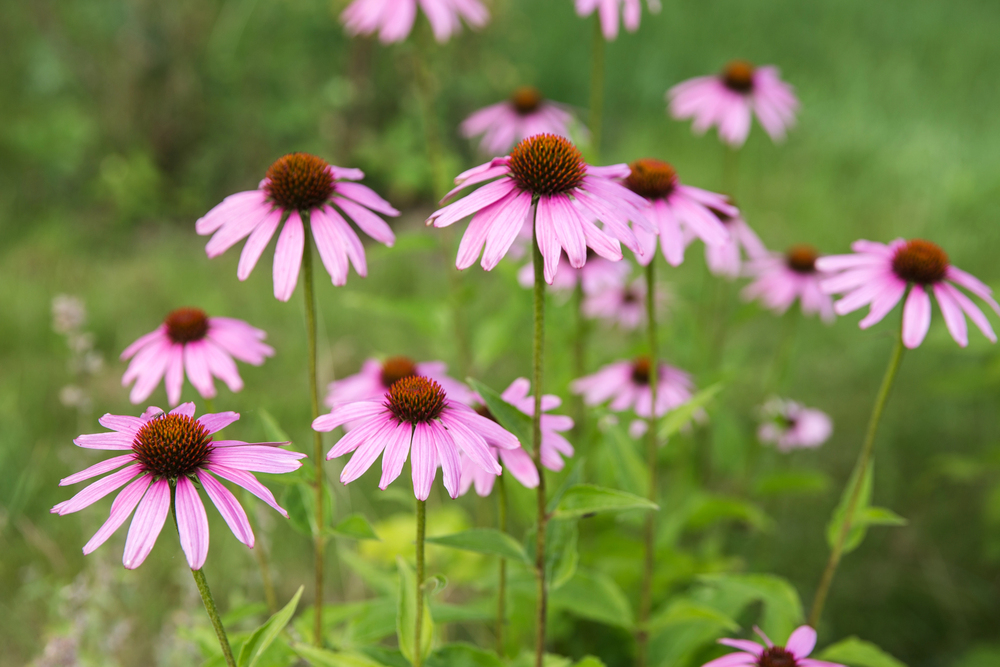 Purple Echinacea Seeds (Echinacea purpurea)