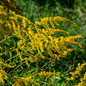 Goldenrod (Solidago canadensis) Seeds