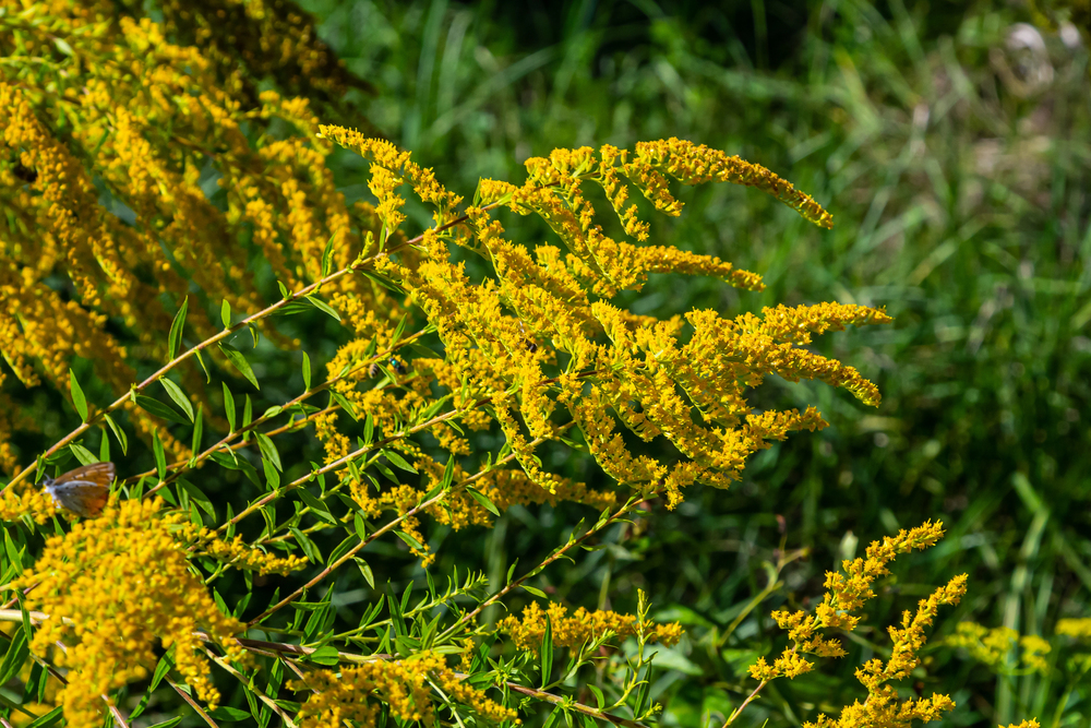 Goldenrod (Solidago canadensis) Seeds