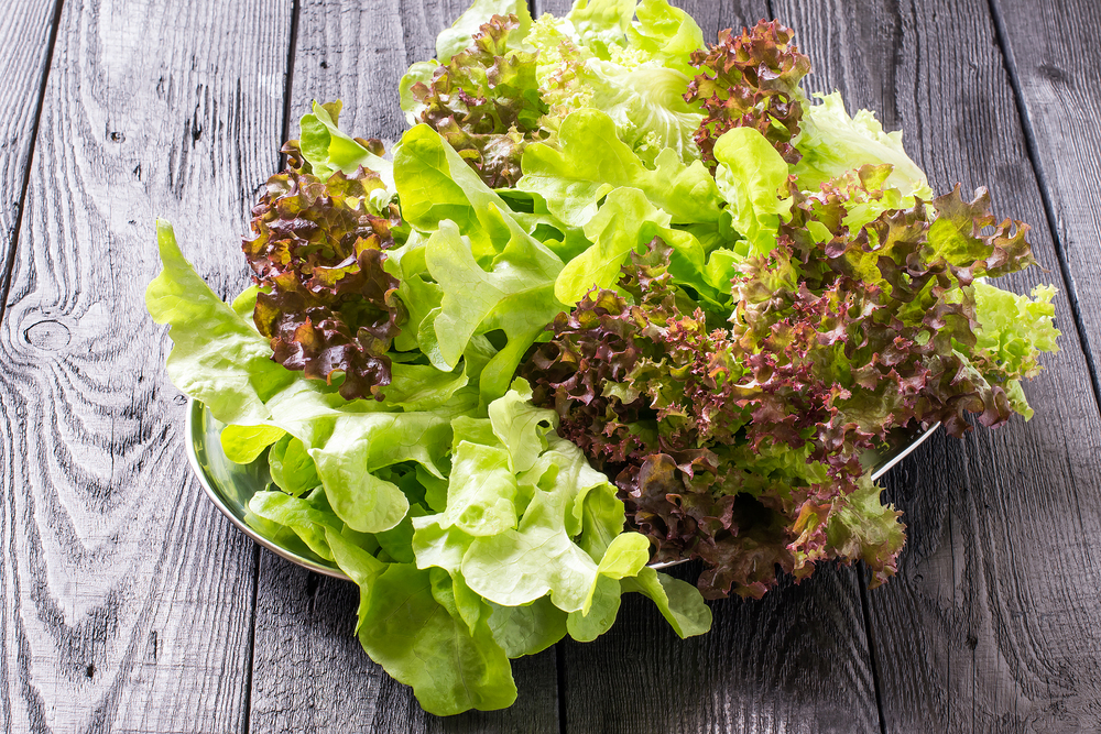 Mixed Loose Leaf Lettuce Landrace Seeds