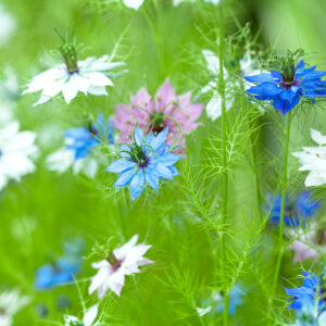 Black Cumin Seeds - Nigella Sativa Mixed Colours