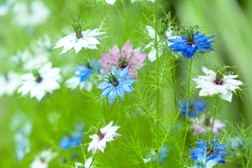 Black Cumin Seeds - Nigella Sativa Mixed Colours