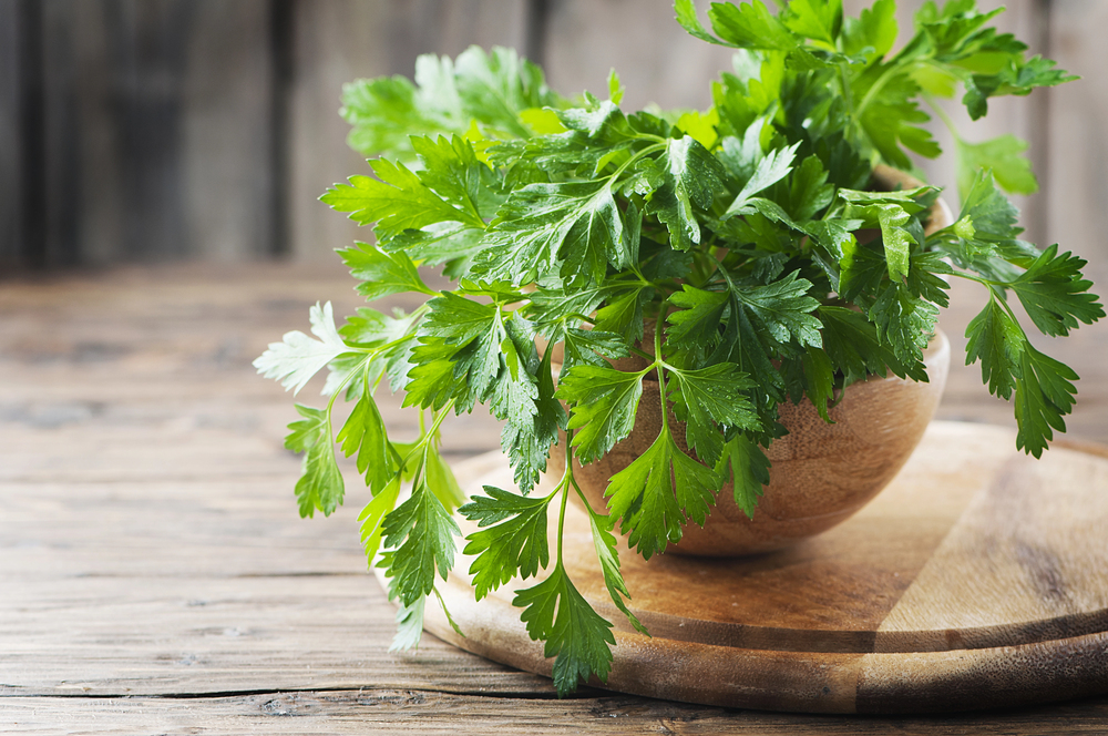 Flat Leaf Parsley Seed