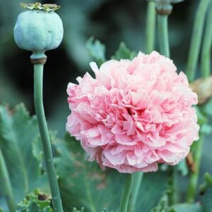 Mixed Breadseed Poppy Seeds