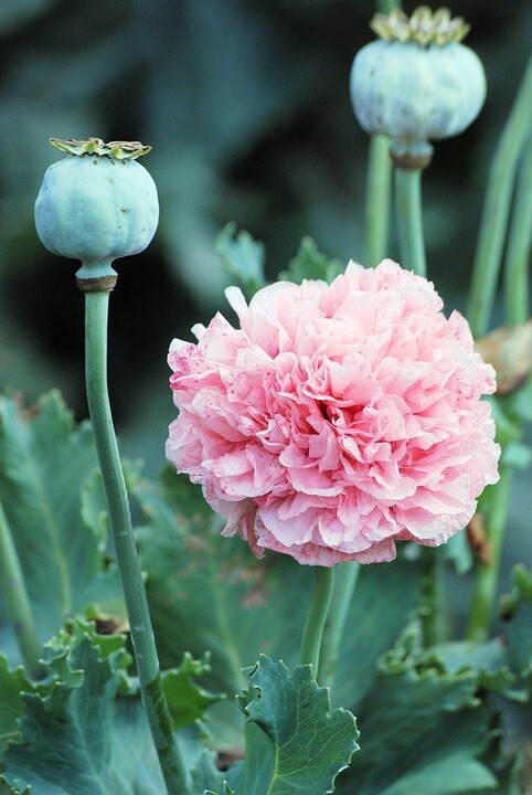 Mixed Breadseed Poppy Seeds