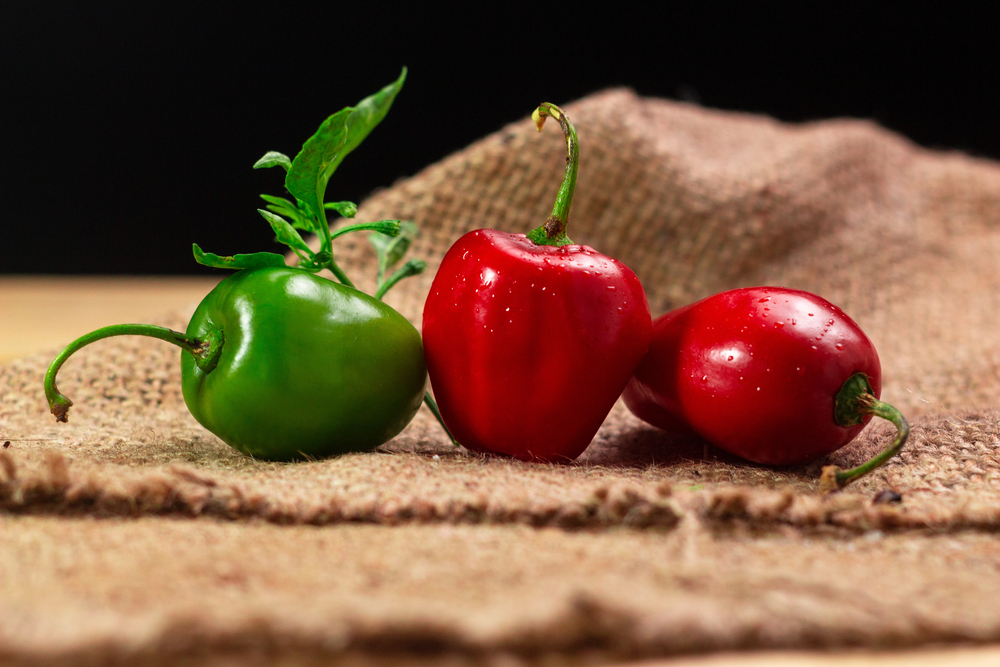 Rocoto Perennial Pepper Seeds
