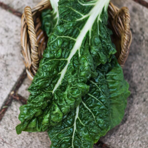 Silverbeet Seeds