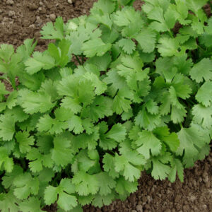 Coriander Seed - Slow to Bolt Landrace