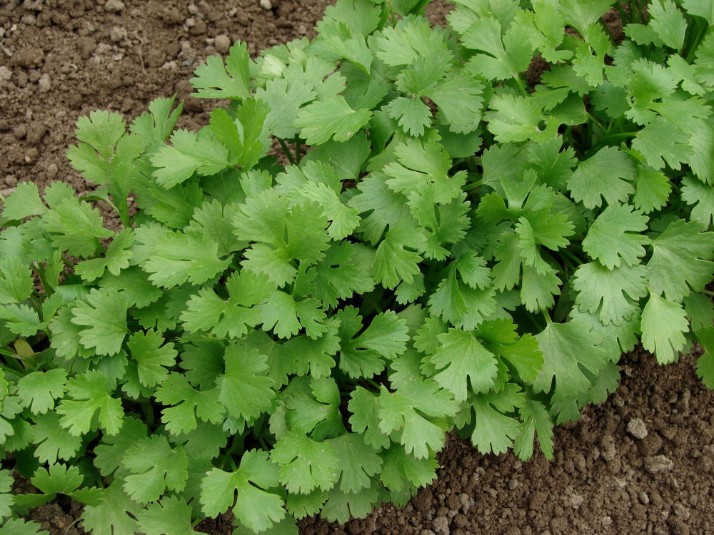 Coriander Seed - Slow to Bolt Landrace